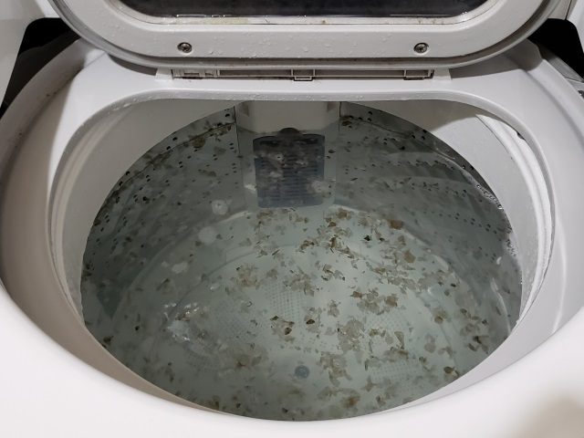 洗濯中に浮遊してきた褐色や暗色のかさぶた状の汚れの写真