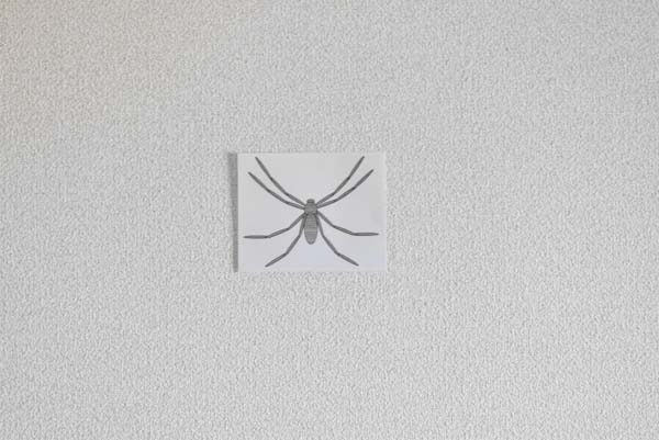 壁にいるアシダカグモのイメージ写真