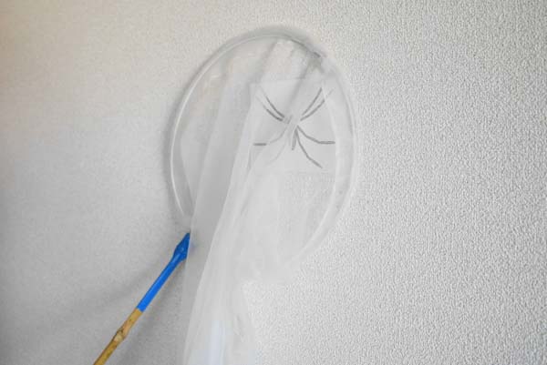 虫取り網を壁にくっつけてアシダカグモを逃がさないようにするイメージ写真