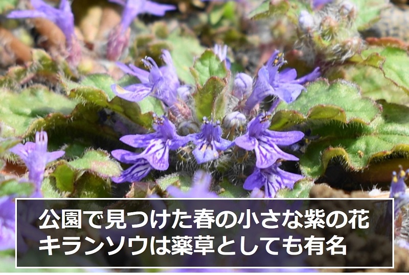 公園で見つけた春の小さな紫の花キランソウは薬草としても有名