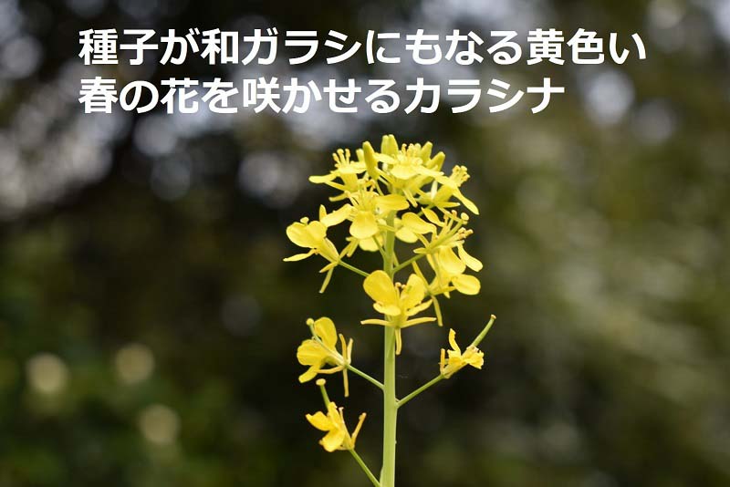 種子が和ガラシにもなる黄色い春の花を咲かせるカラシナ