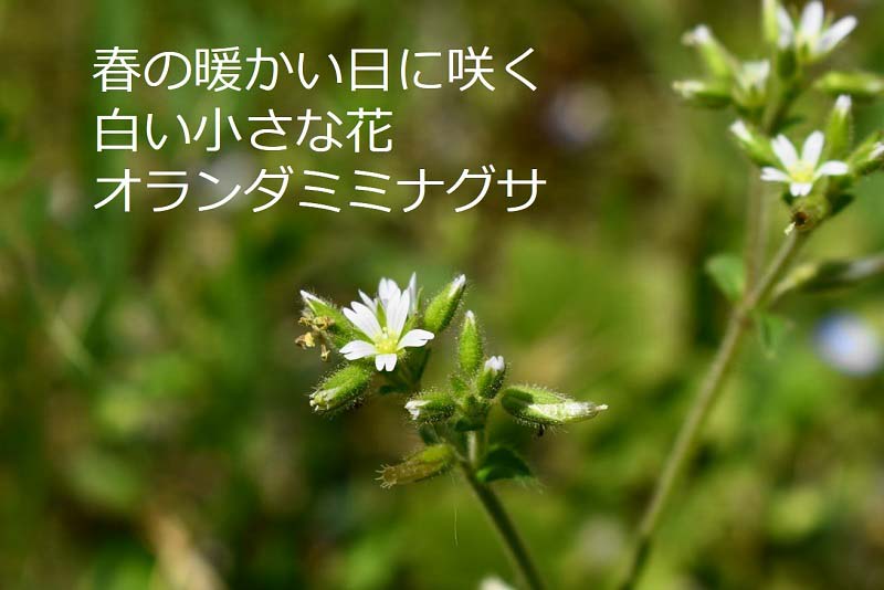 春の暖かい日に咲く白い小さな花｜オランダミミナグサ