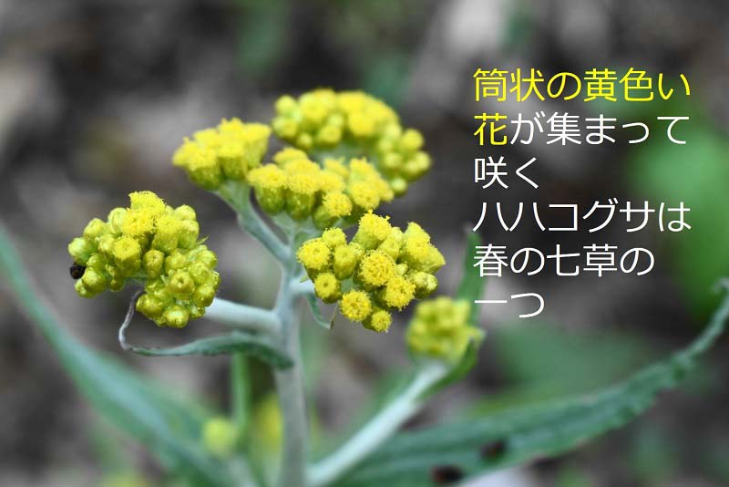 筒状の黄色い花が集まって咲くハハコグサは春の七草の一つ