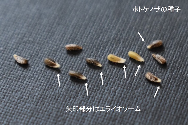 ホトケノザの種子のエライオソームの写真
