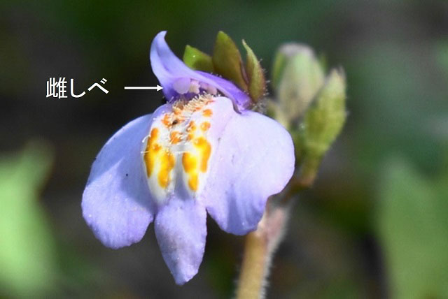 サギゴケの花の雌しべの位置を示す写真