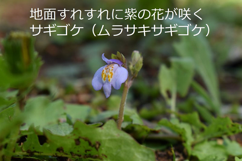 地面すれすれに紫の花が咲くサギゴケ（ムラサキサギゴケ）