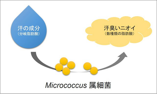 Micrococcus属細菌が汗の成分を代謝して汗臭いニオイの原因物質をつくることを説明する図