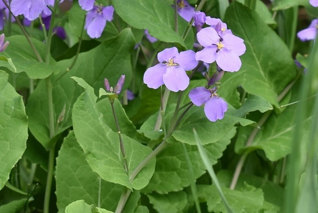 ショカツサイの紫色の花