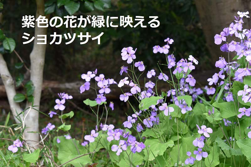 紫色の花が緑に映えるショカツサイ