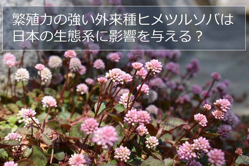 繁殖力の強い外来種ヒメツルソバは日本の生態系に影響を与える？