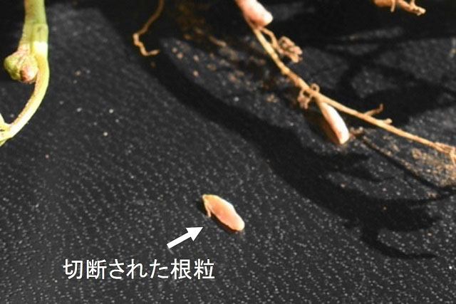 切断されたシロツメクサの根粒の写真