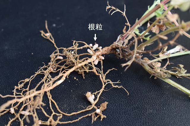 カラスノエンドウの根粒の写真