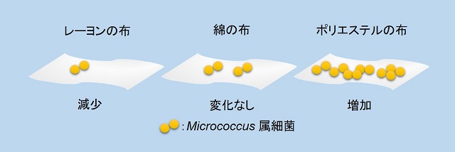 レーヨンの布、綿の布、ポリエステルの布でのMicrococcu属細菌の増殖を説明する図