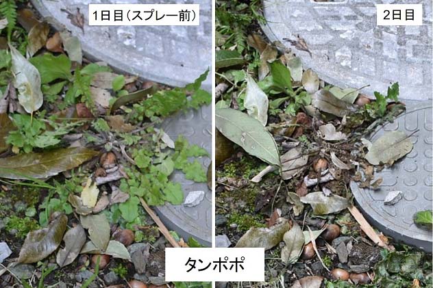 ホワイトビネガー除草剤によるタンポポの変化の写真