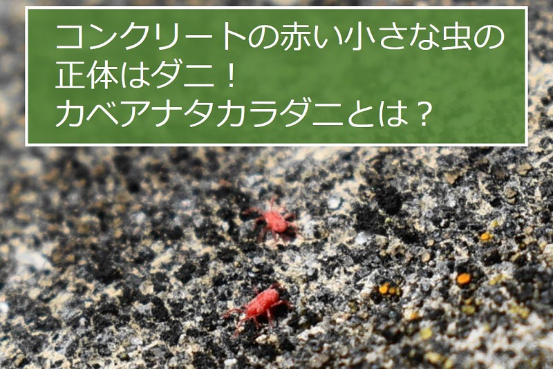 コンクリートの赤い小さな虫の正体はダニ！カベアナタカラダニとは？
