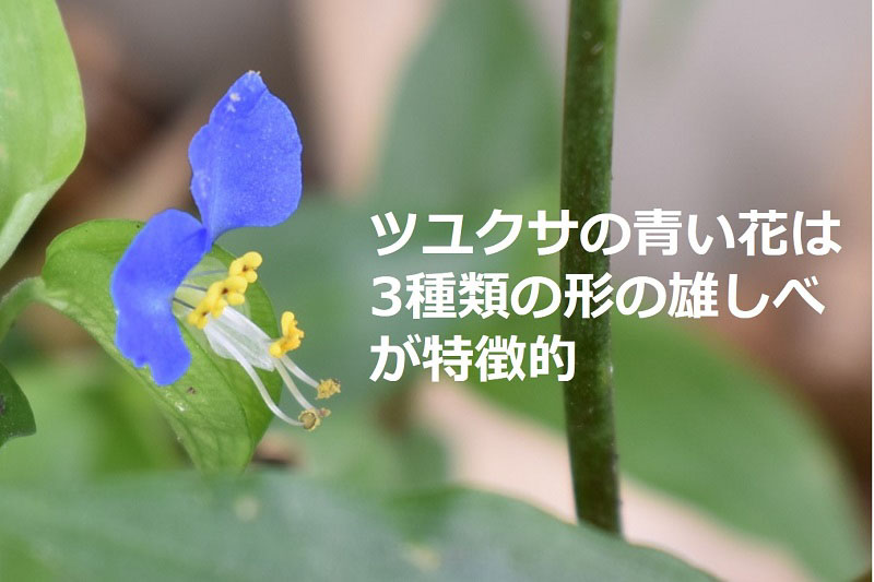 ツユクサの青い花は3種類の形の雄しべが特徴的