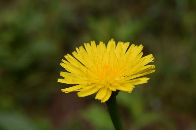 ブタナの花の写真
