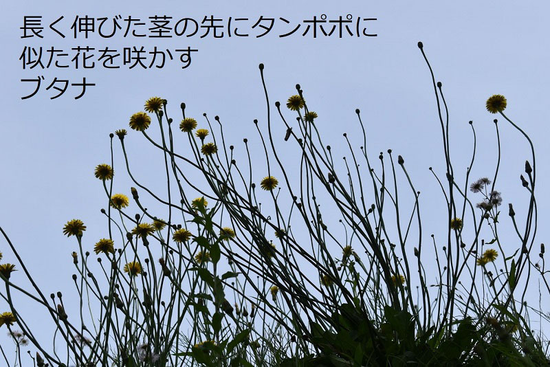 長く伸びた茎の先にタンポポに似た花を咲かすブタナ