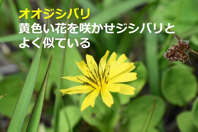 オオジシバリ｜黄色い花を咲かせジシバリとよく似ている