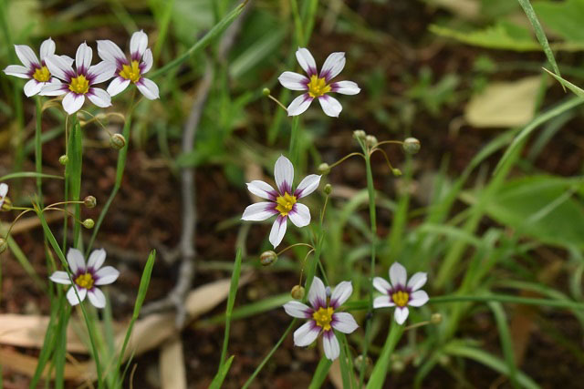 花の色が白紫色のニワゼキショウの写真