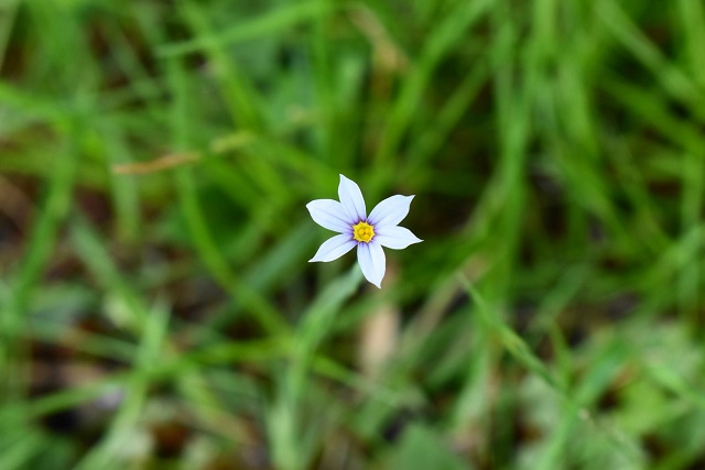 オオニワゼキショウの花の写真