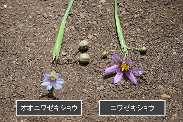 ニワゼキショウとオオニワゼキショウの花と果実の大きさの違いを示す写真