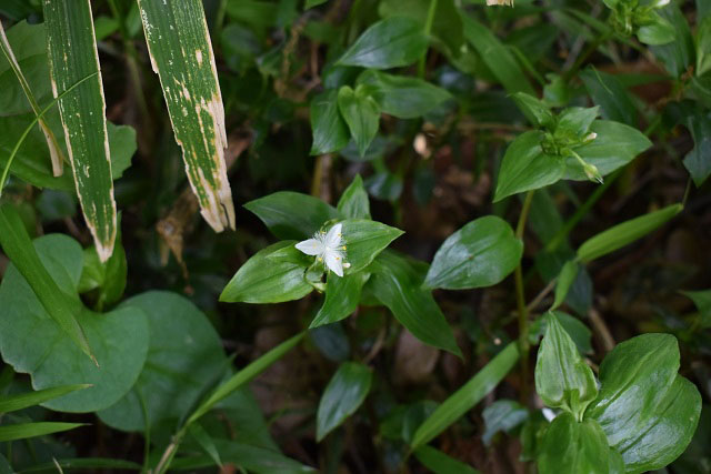 ほかの植物と一緒に生えているミドリハカタカラクサの写真