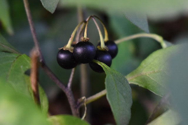 イヌホオズキの黒く熟した果実の写真