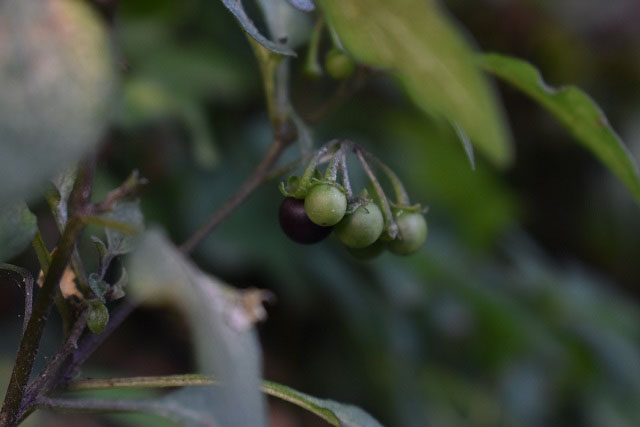 イヌホオズキの果実の写真