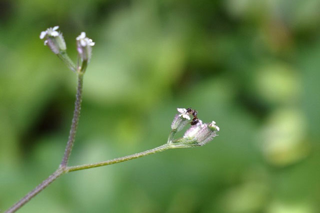 オヤブジラミの花の蜜を吸うアリの写真