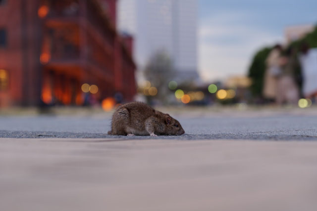 赤レンガ倉庫の前にいるネズミの写真