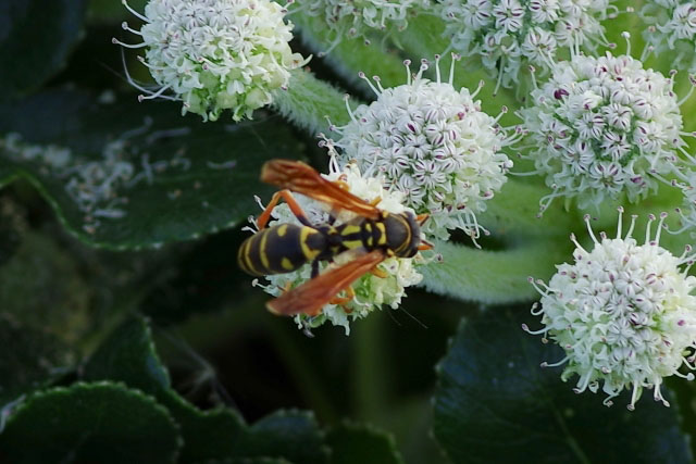 フタモンアシナガバチの写真