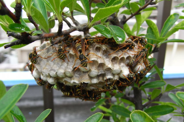 木の枝にできたアシナガバチの巣の写真