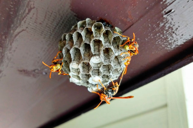 セクロアシナガバチの巣の写真