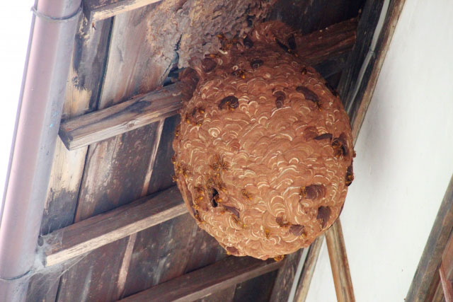 軒下の開放空間につくられた引っ越し後のキイロスズメバチの巣の写真