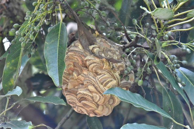 木の枝につくられたスズメバチの巣の写真