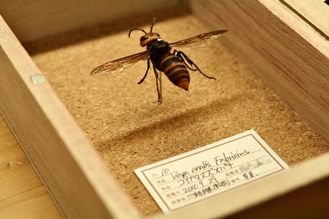 コガタスズメバチの標本の写真